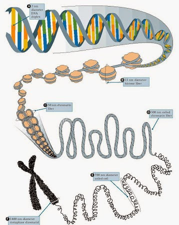 Cómo se fabrican las proteinas