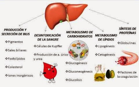 Qué función tiene el hígado
