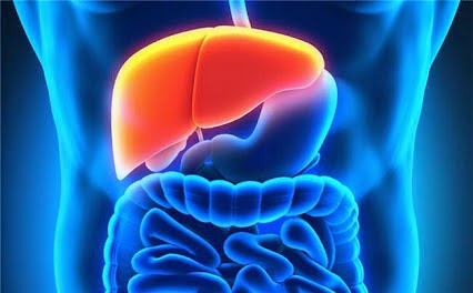 Cómo elimina el higado las toxinas