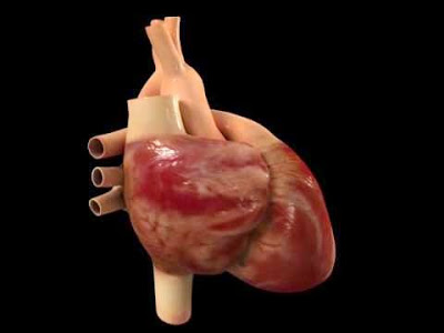 ¿El corazón humano es capaz de recordar?