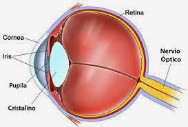 Qué es la retina del ojo