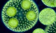 ¿Qué es la teoría celular?