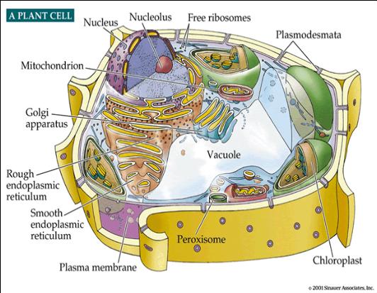 Teoría celular moderna - Solo Ciencia